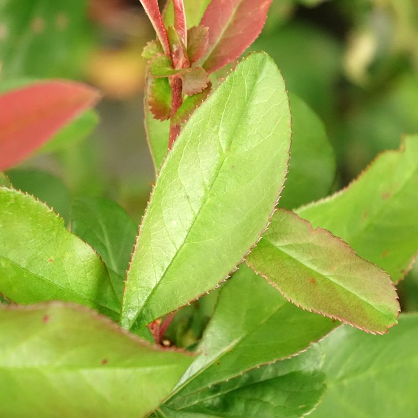 Chaenomeles speciosa Toyo-Nishiki - Japanse sierkwee (Blad)