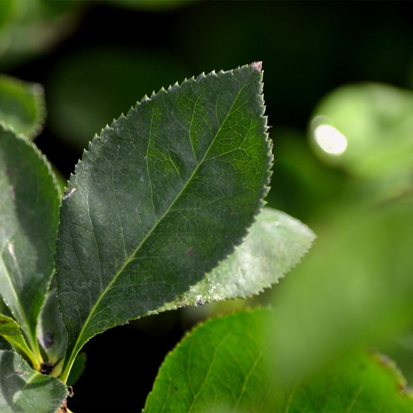 Chaenomeles superba Nicoline - Chinese sierkwee (Blad)