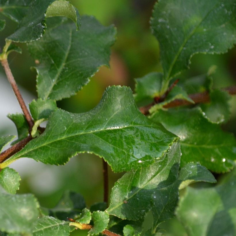 Chaenomeles superba Red Joy - Dwergkwee (Blad)