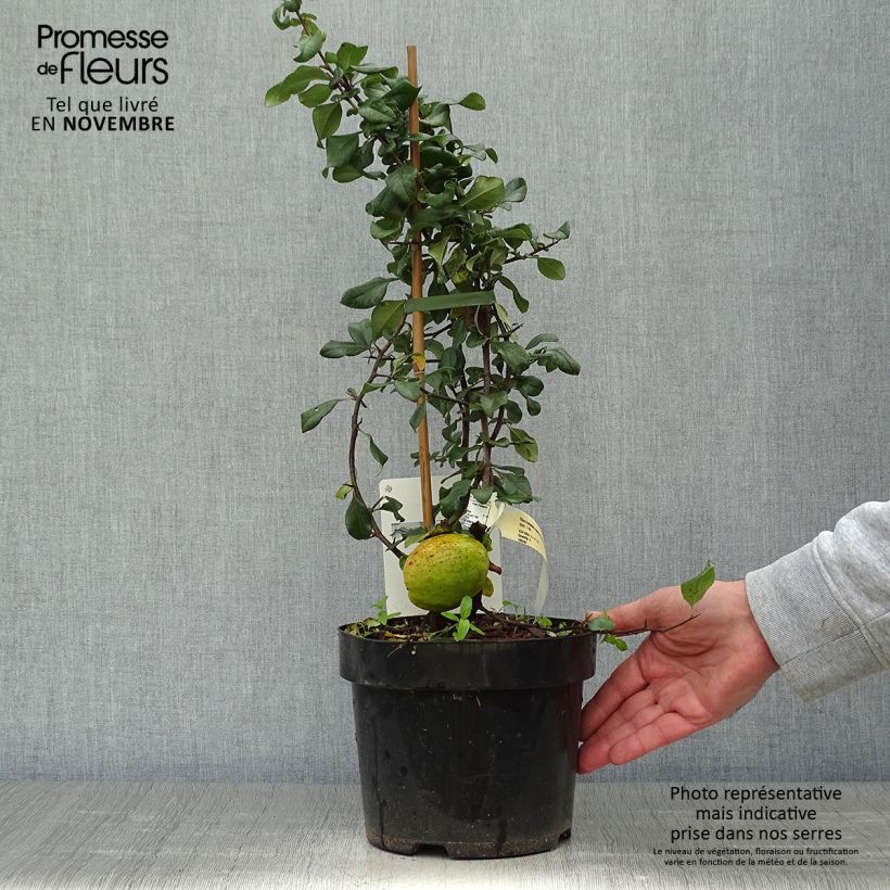 Exemplaar van Chaenomeles superba Elly Mossel - Dwergkwee Pot van 2 l/3 l zoals geleverd in de herfst
