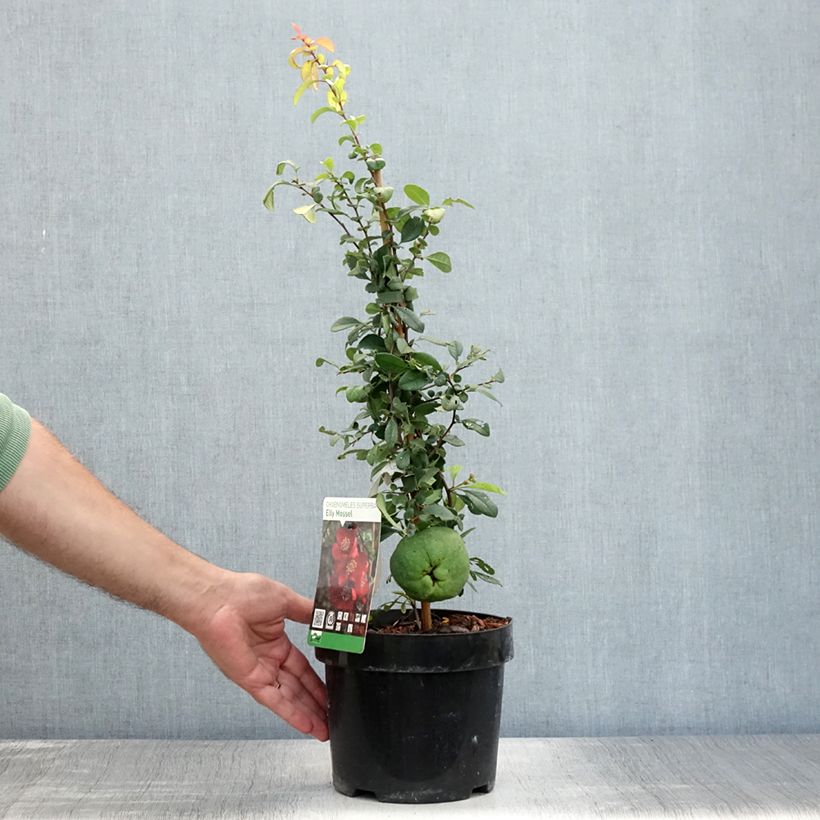 Exemplaar van Chaenomeles superba Elly Mossel - Dwergkwee Pot van 2 l/3 l zoals geleverd in de zomer