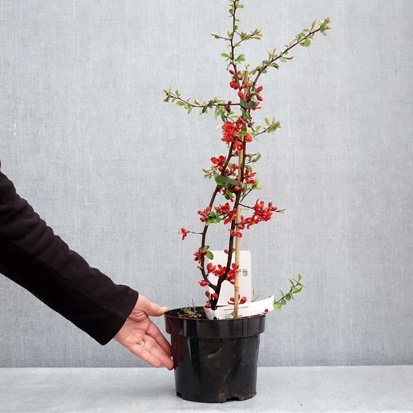 Example of Chaenomeles superba Elly Mossel - Dwergkwee Pot van 2 l/3 l as you get in printemps