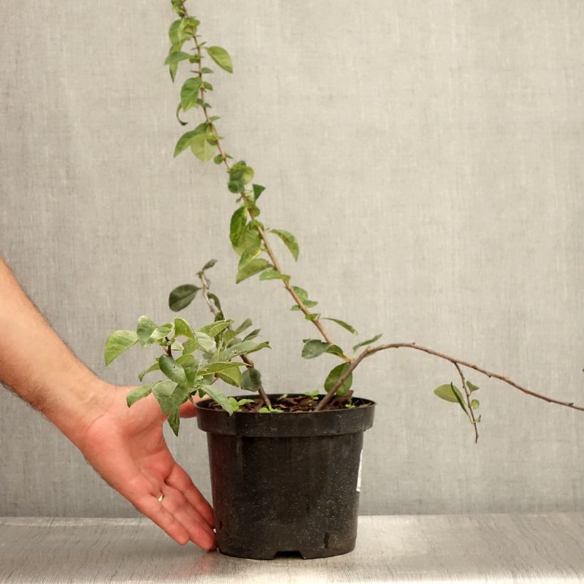 Exemplaar van Chaenomeles superba Etna - Chinese sierkwee Pot van 2 l/3 l zoals geleverd in de zomer