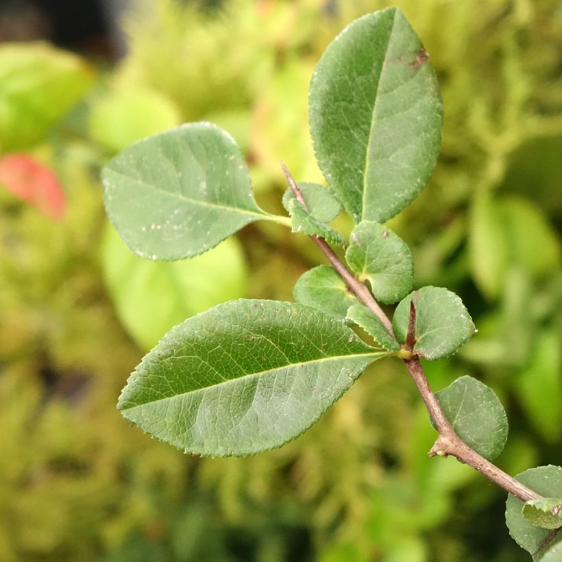 Chaenomeles superba Etna - Chinese sierkwee (Blad)