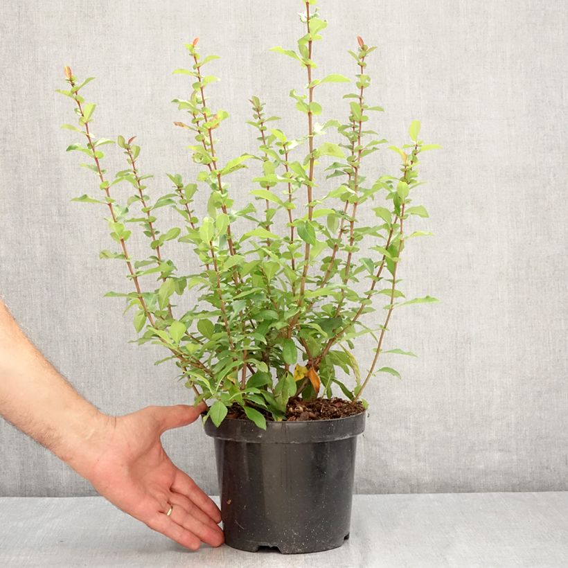 Exemplaar van Chaenomeles superba Hollandia - Chinese sierkwee Pot van 2 l/3 l zoals geleverd in de zomer
