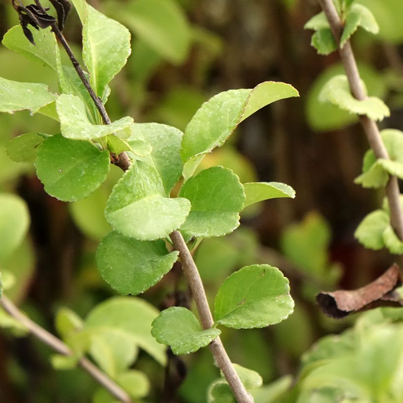 Chaenomeles superba Salmon Horizon - Chinese sierkwee (Blad)