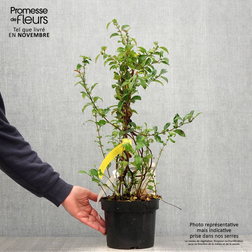 Exemplaar van Chaenomeles superba Texas Scarlet - Chinese sierkwee Pot van 2 l/3 l zoals geleverd in de herfst