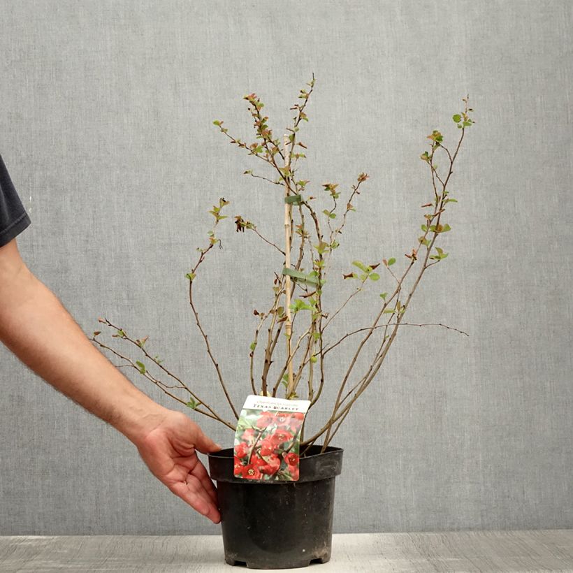 Exemplaar van Chaenomeles superba Texas Scarlet - Chinese sierkwee Pot van 2 l/3 l zoals geleverd in de zomer