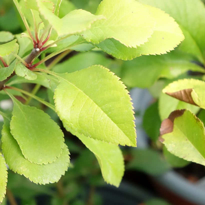 Japanse sierkwee Cido (Blad)