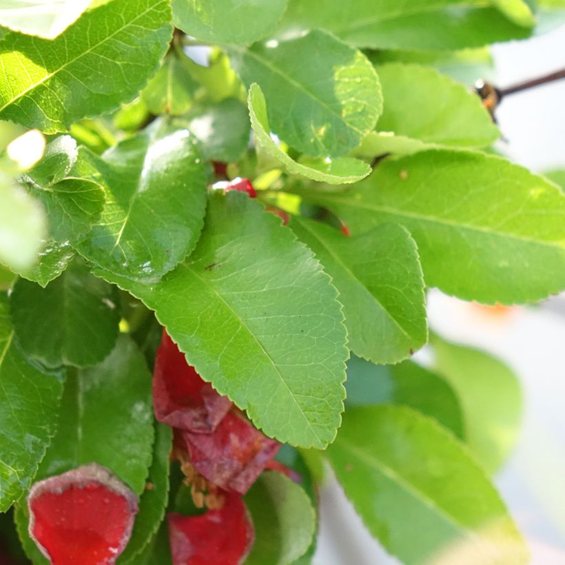 Japanse sierkwee Cido Red (Blad)