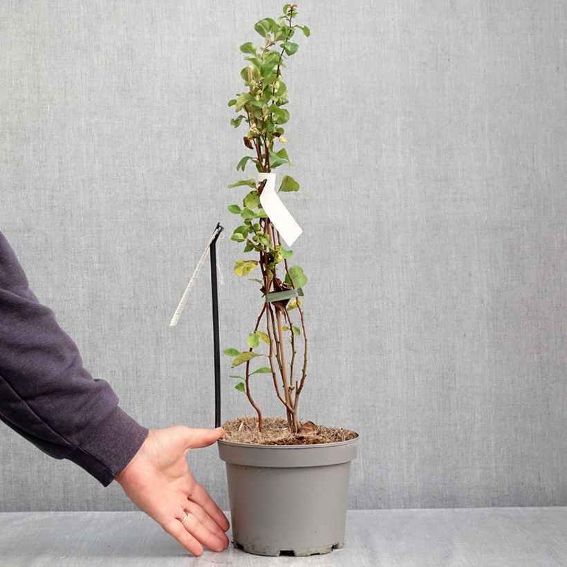 Exemplaar van Japanse sierkwee Cido Red Pot van 2 l/3 l, Pol zoals geleverd in de herfst
