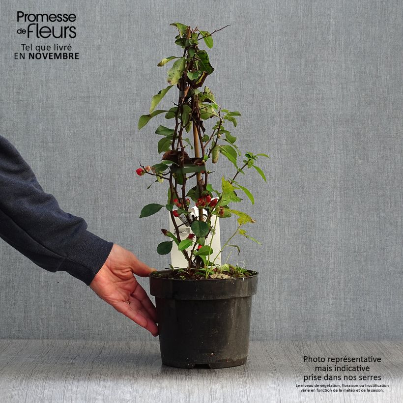 Exemplaar van Chaenomeles superba Clementine - Chinese sierkwee Pot van 3 l/4 l zoals geleverd in de herfst