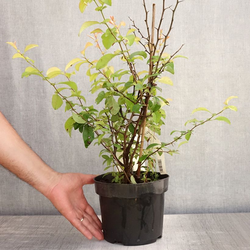 Exemplaar van Chaenomeles superba Clementine - Chinese sierkwee Pot van 3 l/4 l zoals geleverd in de zomer