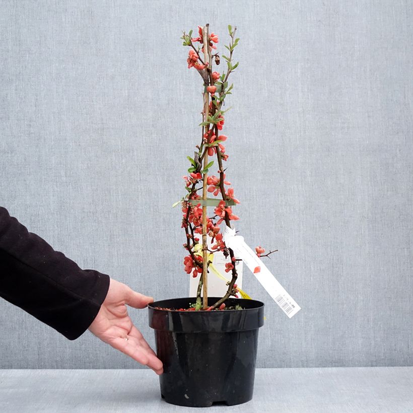 Example of Chaenomeles superba Clementine - Chinese sierkwee Pot van 3 l/4 l as you get in printemps