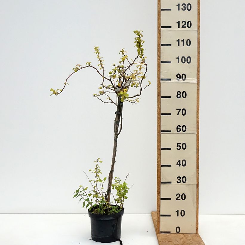 Exemplaar van Chaenomeles superba Crimson and Gold - Chinese sierkwee Pot van 4 l/5 l zoals geleverd in de herfst