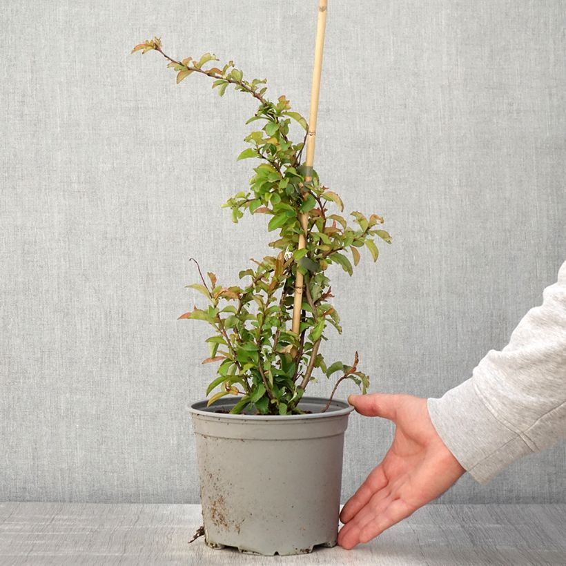 Exemplaar van Chaenomeles superba Crimson and Gold - Chinese sierkwee Pot van 4 l/5 l zoals geleverd in de lente