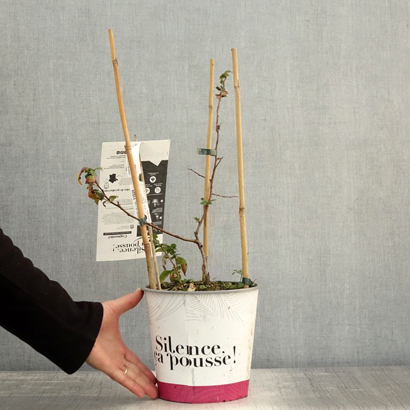 Exemplaar van Chaenomeles speciosa Eximia - Chinese sierkwee Pot van 4 l/5 l zoals geleverd in de herfst