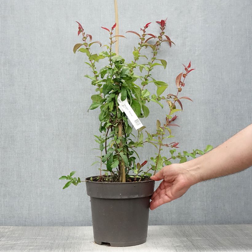 Exemplaar van Chaenomeles speciosa Eximia - Chinese sierkwee Pot van 4 l/5 l zoals geleverd in de zomer