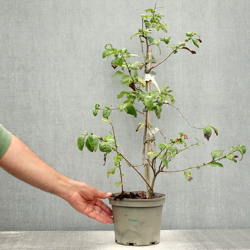 Exemplaar van Chaenomeles speciosa Falconnet Charlet - Chinese sierkwee Pot van 2 l/3 l zoals geleverd in de zomer