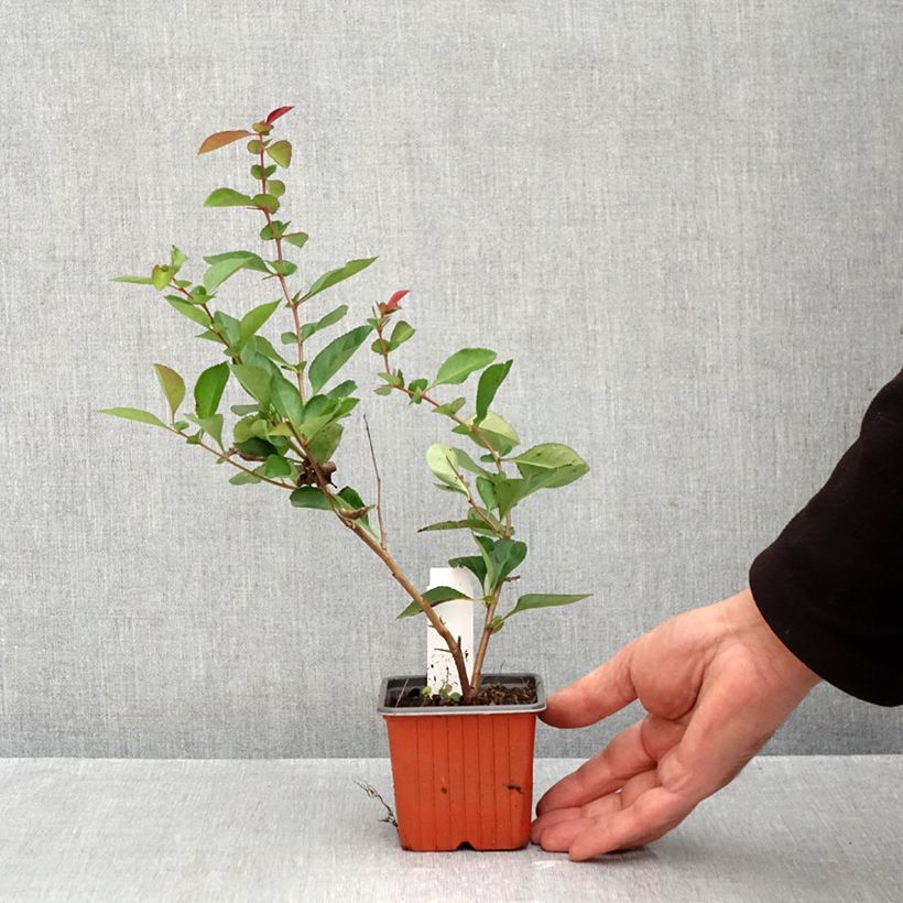 Exemplaar van Chaenomeles speciosa Fire dance - Chinese sierkwee Kweekpotje van 8/9 cm zoals geleverd in de herfst