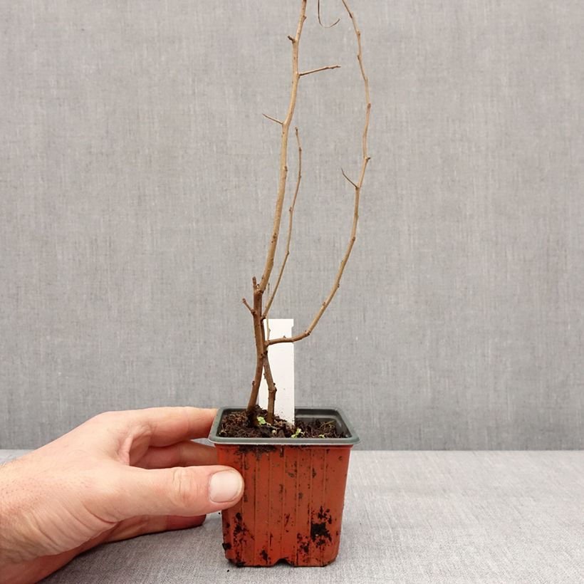 Exemplaar van Chaenomeles speciosa Fire dance - Chinese sierkwee Kweekpotje van 8/9 cm zoals geleverd in de winter