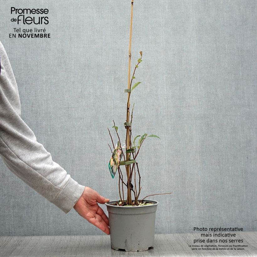 Exemplaar van Chaenomeles speciosa Flocon Rose - Chinese sierkwee Pot van 3 l/4 l zoals geleverd in de herfst