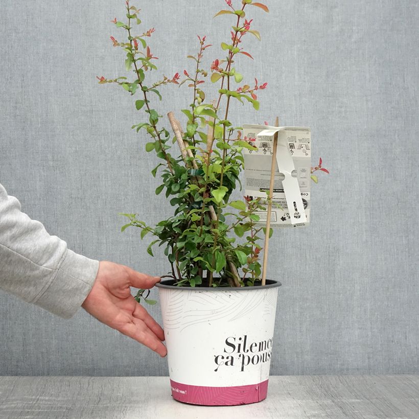 Exemplaar van Chaenomeles speciosa Friesdorfer - Chinese sierkwee Pot van 3 l/4 l zoals geleverd in de zomer