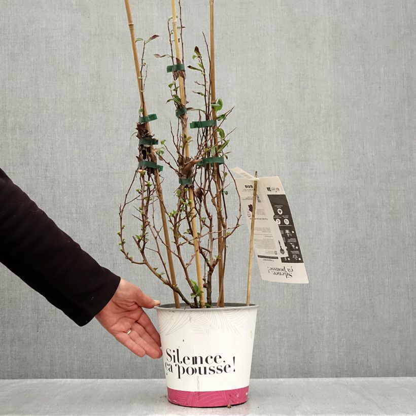 Exemplaar van Chaenomeles speciosa Friesdorfer - Chinese sierkwee Pot van 3 l/4 l zoals geleverd in de herfst