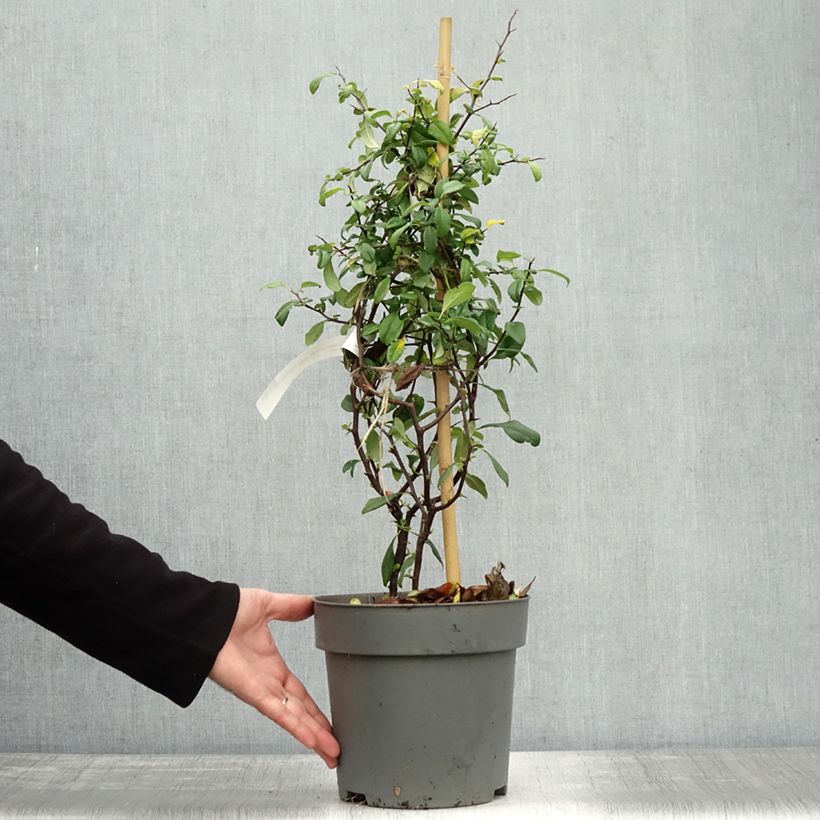 Exemplaar van Chaenomeles speciosa Hot Fire Minvesu - Dwergkwee Pot van 4 l/5 l zoals geleverd in de herfst