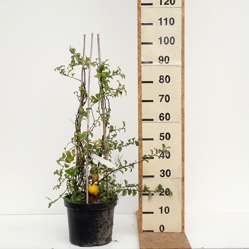 Exemplaar van Chaenomeles superba Jet Trail - Chinese sierkwee Pot van 7,5 l/10 l zoals geleverd in de herfst