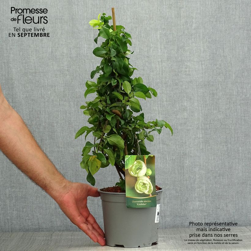 Exemplaar van Chaenomeles speciosa Kinshiden - Chinese sierkwee Pot van 3 l/4 l zoals geleverd in de zomer