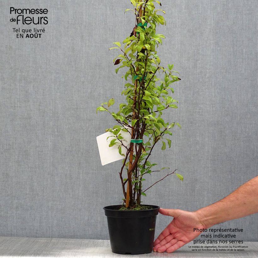 Exemplaar van Chaenomeles speciosa Nivalis - Chinese sierkwee Pot van 2 l/3 l zoals geleverd in de zomer