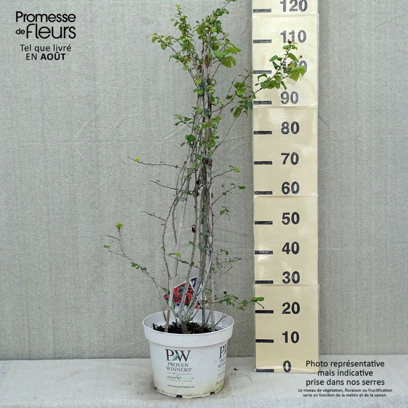 Exemplaar van Chaenomeles speciosa Orange Storm - Chinese sierkwee Pot van 7,5 l/10 l zoals geleverd in de zomer