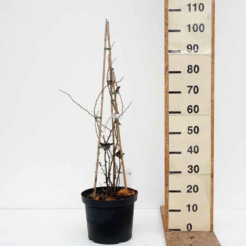 Example of Chaenomeles superba Pink Lady - Chinese sierkwee Pot van 7,5 l/10 l as you get in hiver