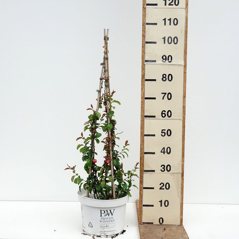 Exemplaar van Chaenomeles superba Pink Lady - Chinese sierkwee Pot van 7,5 l/10 l zoals geleverd in de lente