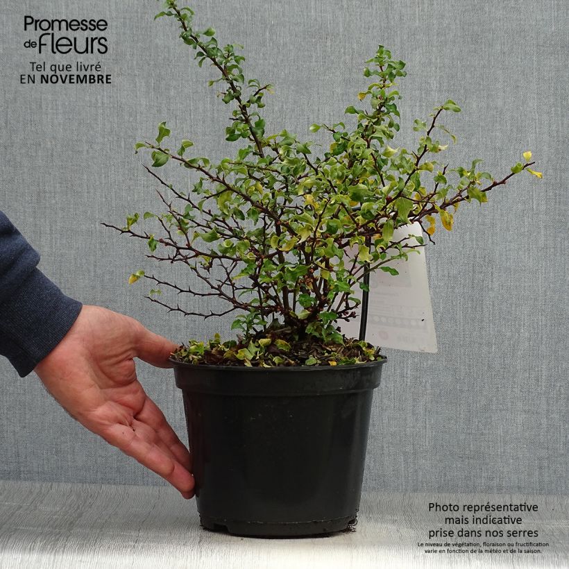 Exemplaar van Chaenomeles superba Red Joy - Dwergkwee Pot van 2 l/3 l zoals geleverd in de herfst