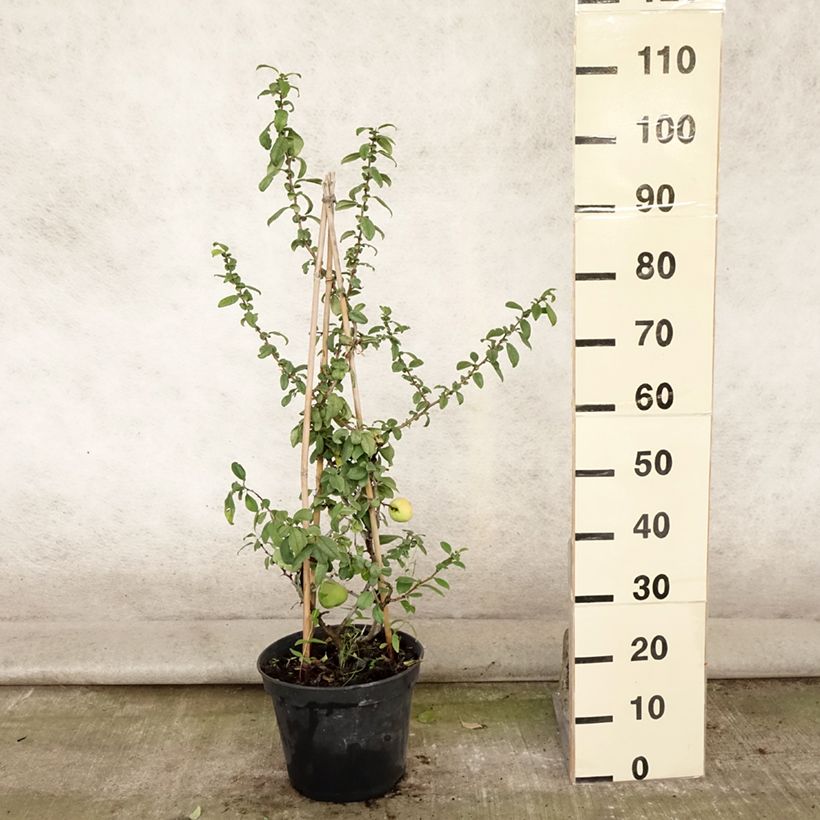 Exemplaar van Chaenomeles speciosa Rubra - Chinese sierkwee Pot van 7,5 l/10 l zoals geleverd in de zomer