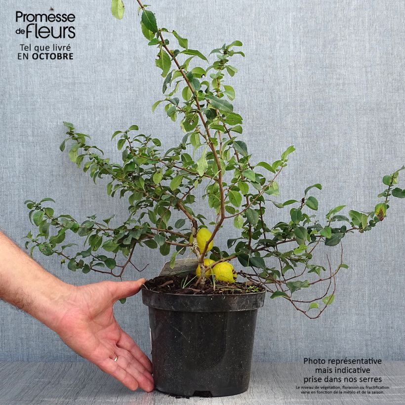 Exemplaar van Chaenomeles japonica Sargentii - Dwergkwee Pot van 3 l/4 l zoals geleverd in de herfst