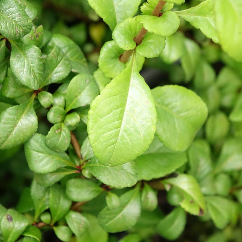 Chaenomeles japonica Sargentii - Dwergkwee (Blad)