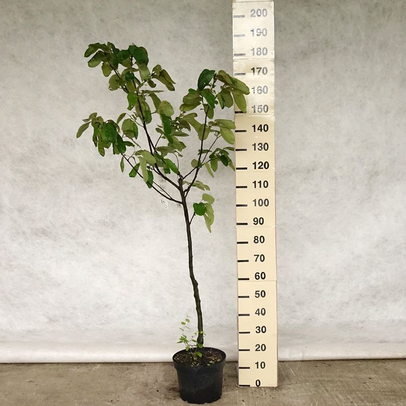 Example of Kweepeer Vranja Pot van 7,5 l/10 l, Kelkvormig as you get in printemps