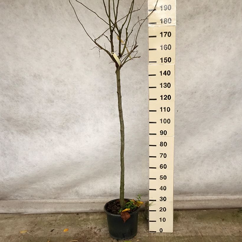 Exemplaar van Kweepeer Vranja Pot van 7,5 l/10 l, Half-hoge stam zoals geleverd in de herfst