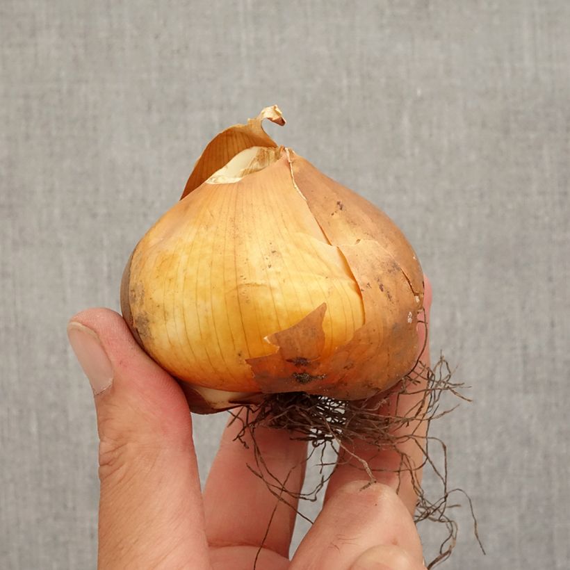 Exemplaar van Colchicum cilicicum - Herfsttijloos Bol kaliber 18/20 zoals geleverd in de herfst