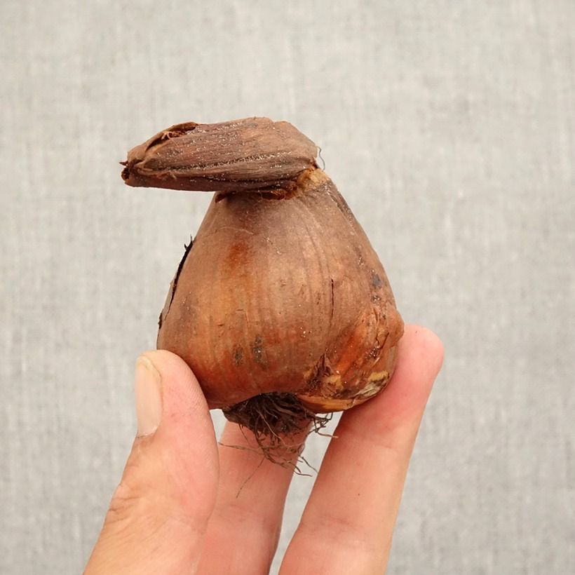 Exemplaar van Colchicum giganteum - Herfsttijloos Bol kaliber 18/20 zoals geleverd in de herfst