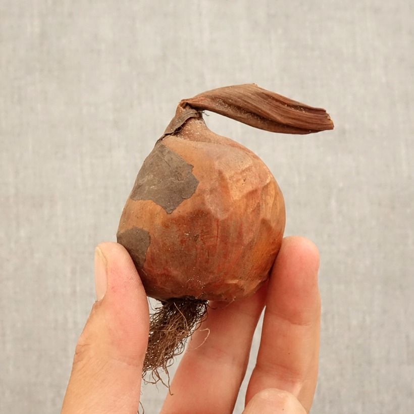 Exemplaar van Colchicum autumnale Pannonicum - Herfsttijloos Bol kaliber 14+ zoals geleverd in de herfst