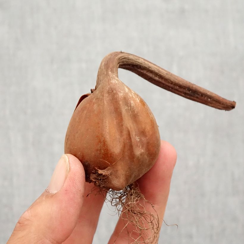 Exemplaar van Colchicum autumnale Alboplenum - Herfsttijloos Bol kaliber 13+ zoals geleverd in de herfst