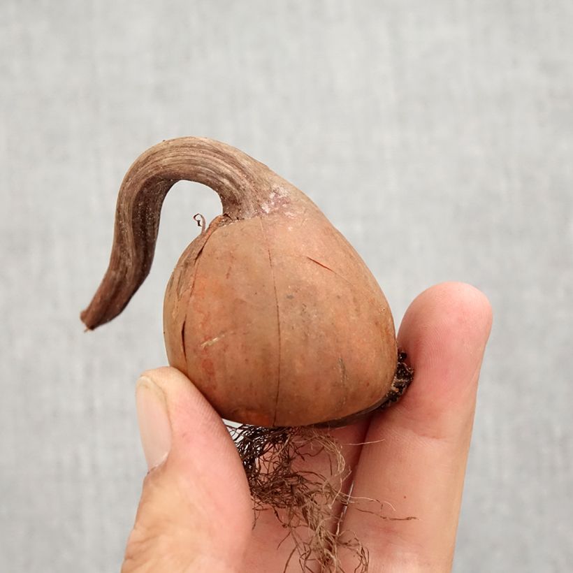 Exemplaar van Colchicum autumnale Album - Herfsttijloos Bol kaliber 13+ zoals geleverd in de herfst