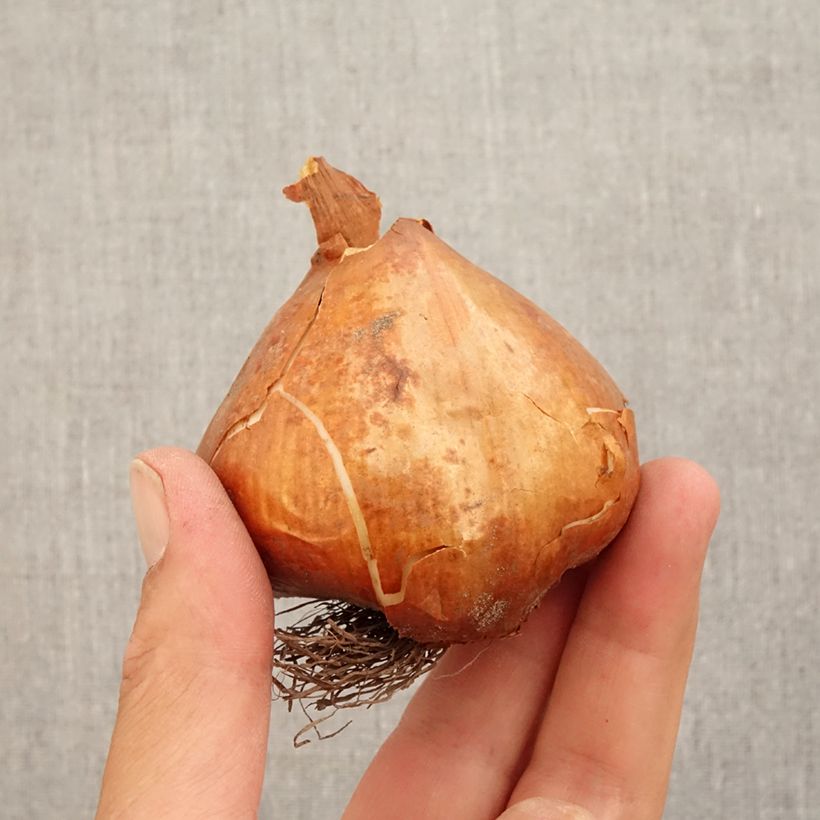 Exemplaar van Colchicum Lilac Wonder - Herfsttijloos Bol kaliber 20+ zoals geleverd in de herfst