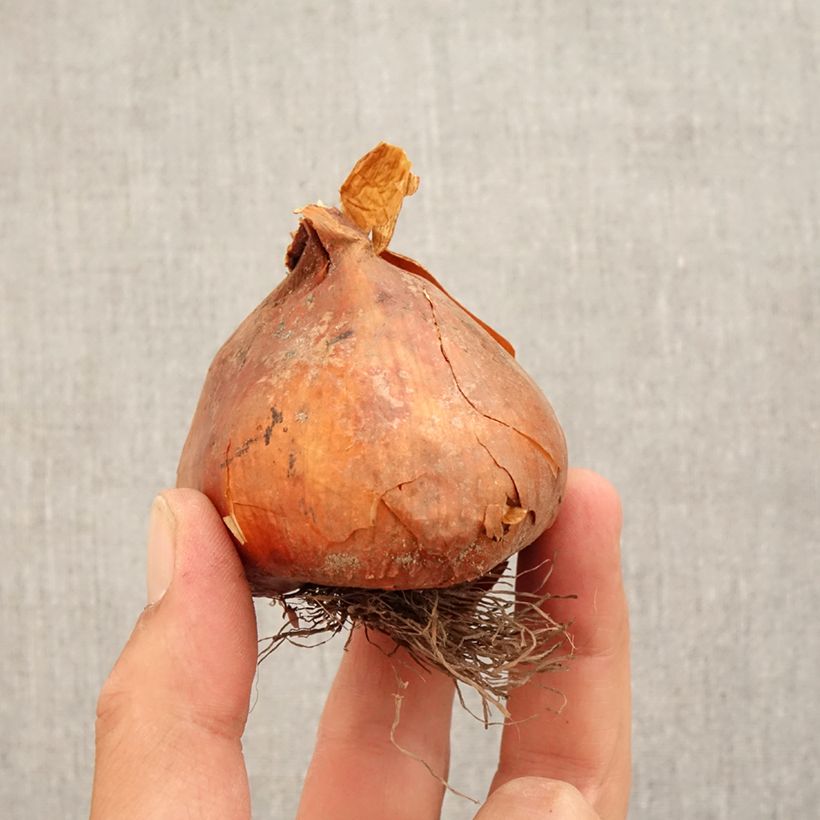 Exemplaar van Colchique Hybride The Giant zoals geleverd in de herfst