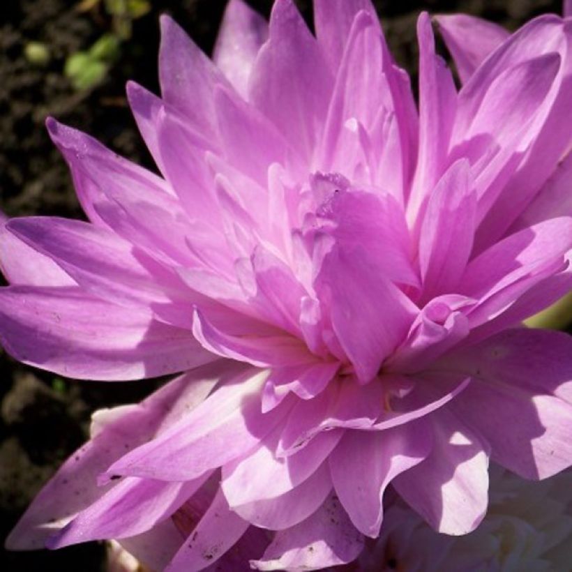 Colchicum automnale Waterlily - Herfsttijloos (Bloei)