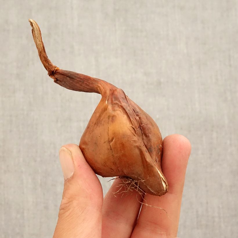 Exemplaar van Colchicum automnale Waterlily - Herfsttijloos Bol kaliber 14+ zoals geleverd in de herfst